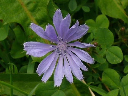 Čakanka obyčajná (Cichorium intybus)